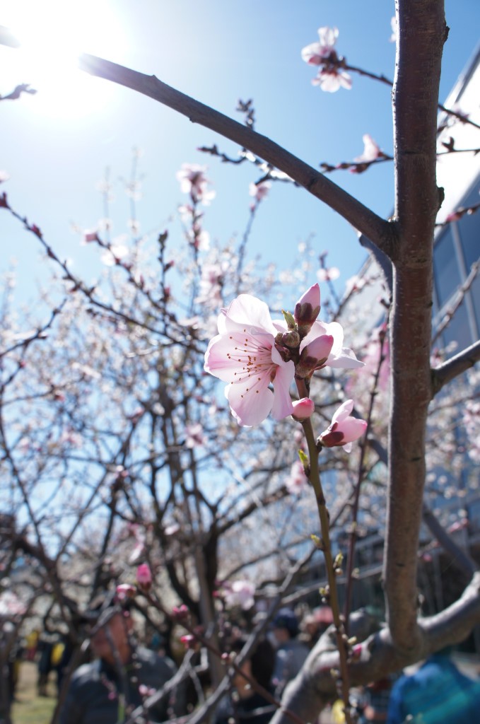 結構香りのきつい、アーモンドの花(バラ科)